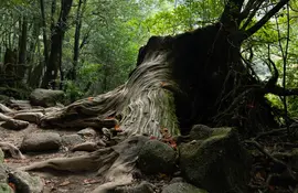 L'isola di Yakushima ospita una natura molto densa e selvaggia