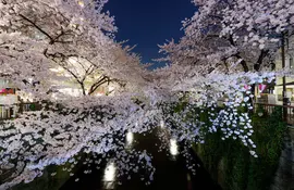 Flor de cerezo "Sakura" en Meguro, Tokio