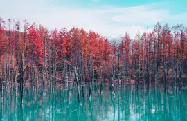 Blue Pond in Hokkaido