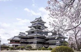 Matsumoto Castle in Matsumoto city in the heart of Japan Alps during cherry blossom (sakura)