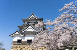 Le château d'Hikone construit en 1622, un endroit apprécié pour ses cerisiers en fleurs