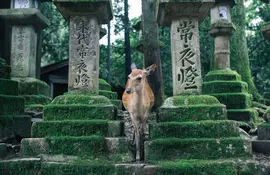 Nara, Japan's first imperial capital.