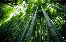 Bambouseraie arashiyama