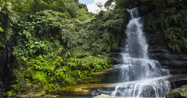 Waterfall into a pool below surrounded by plants and trees.