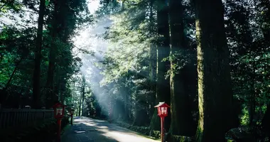 Komorebi: luce che filtra tra gli alberi a Hakone Mount Fuji, sulla vecchia strada Tokaido