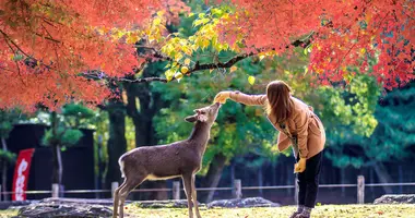 Nara Sika deers are sacred, and protected as National Treasures.