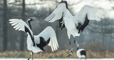 L'oiseau emblème du Japon, la grue à couronne rouge 