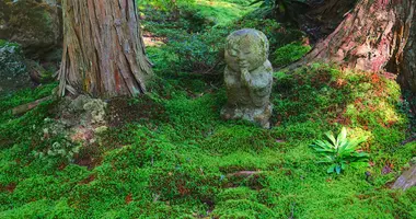 Le ravissant jardin de mousse du temple Sanzenin 