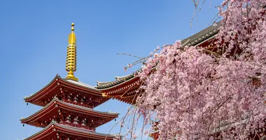 Sakura au sanctuaire Senso-ji à Tokyo