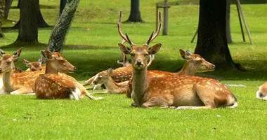 Il Parco di Nara