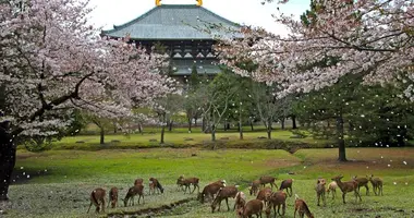 Le parc de Nara