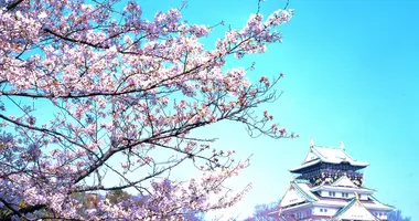 Fiori di ciliegio nel parco del Castello di Osaka