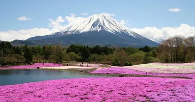 Fuji Matsuri Shibazakura