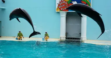 Les dauphins sont les stars du Parc de la vie aquatique de Suma (Kobe)