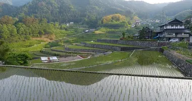 Ini Tanada, las siembras de arroz en terrazas de Akiota.