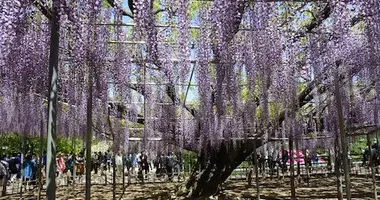 parc-floral-ashikaga-glycine