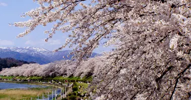 Sakura tunnel