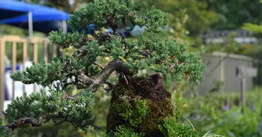  Kinashi's evergreen bonsai trees.