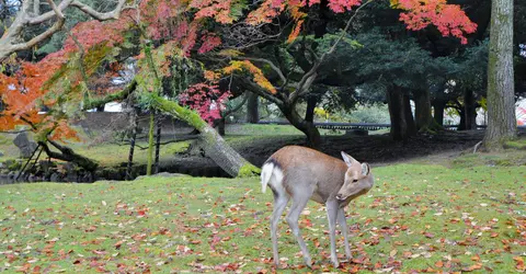 Le parc de Nara en automne Le parc de Nara en automne
