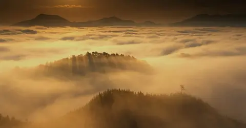 Forests on the paths of Kumano Kodo, Kii Peninsula