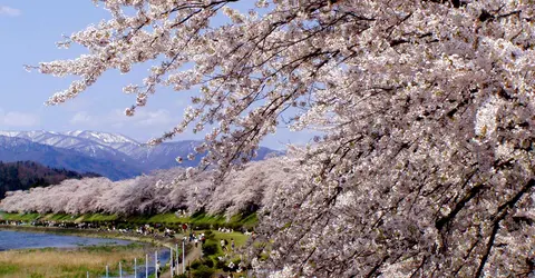 Le tunnel de Sakura