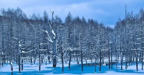 Aoi ike, l'étang bleu de Biei (Hokkaido) Aoi ike, l'étang bleu de Biei (Hokkaido)