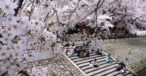 Hanami, a moment of conviviality Hanami, a moment of conviviality