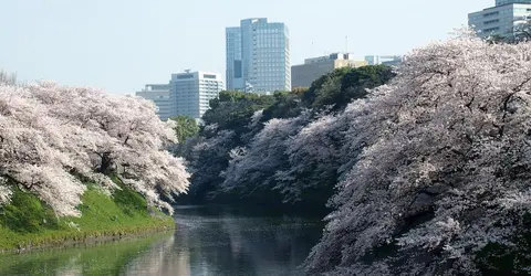 The moats of the Tokyo Imperial Palace