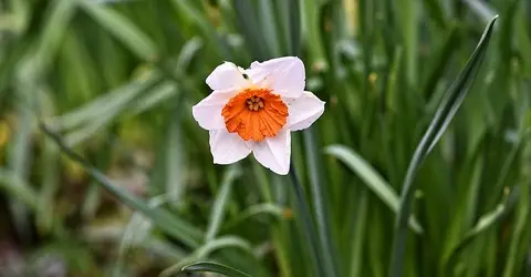 Narcisse japonaise