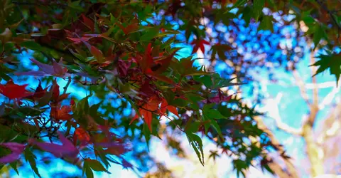 Momiji à Koishikawa