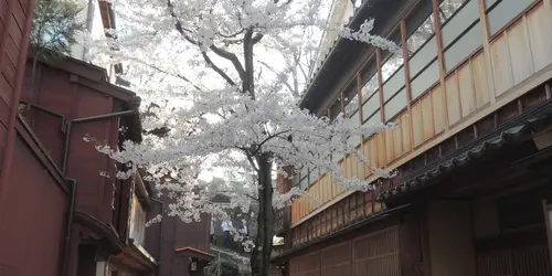 Kazue Neighborhood -sakura