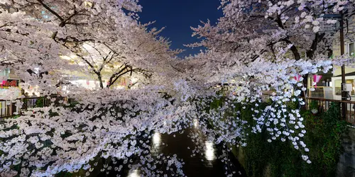 Cherry blossom "Sakura" in Meguro, Tokyo