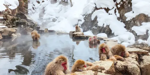 Famose scimmie delle nevi da incontrare nella zona di Nagano