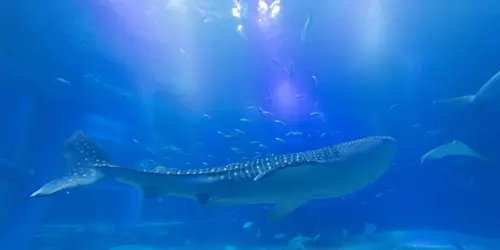Whale Sharks in Osaka Aquarium Kaiyukan, one of the biggest Aquarium in the world