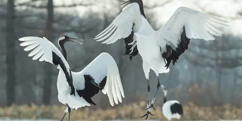 L'oiseau emblème du Japon, la grue à couronne rouge 