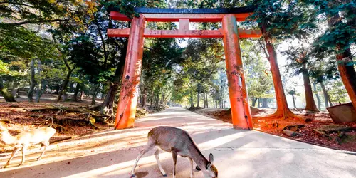 Nara Sika deers are sacred, and protected as National Treasures