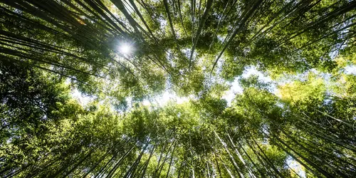 Bamboo forest
