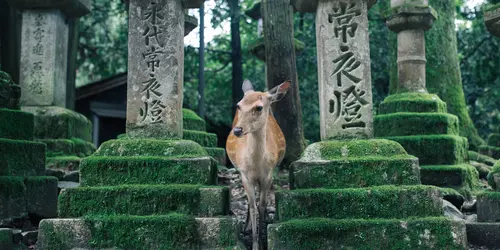 Nara, la première capitale impériale du Japon.