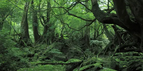 Yakushima - Nature