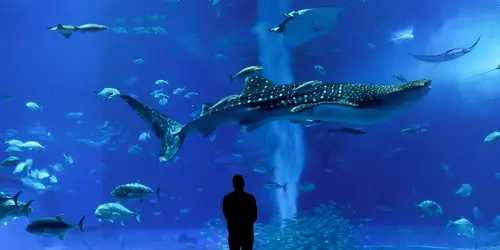 Churaumi Aquarium in Motobu