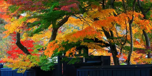 Kakunodate in Fall, Akita