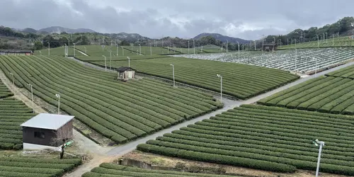 Terraced tea fields, Yame