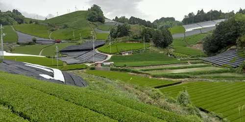 Tea fields, Wazuka