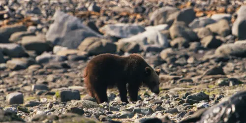 Un ours brun de Shiretoko