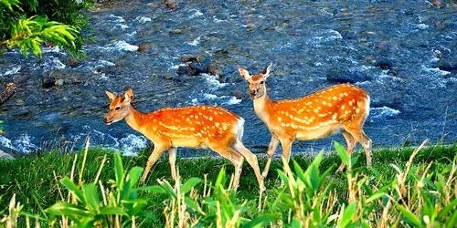 Les biches du parc de Shiretoko