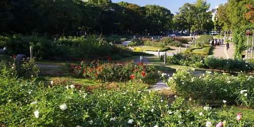 Le jardin de roses du parc Utsubo, à Osaka
