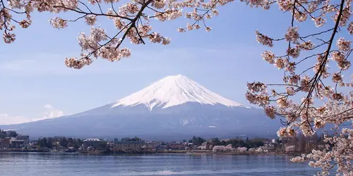 Lake Kawaguchiko Sakura Mont Fuji