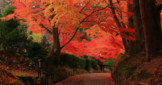 Chuson-ji temple in Hiraizumi - UNESCO World heritage